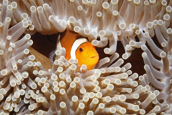 clownfish inside the reef