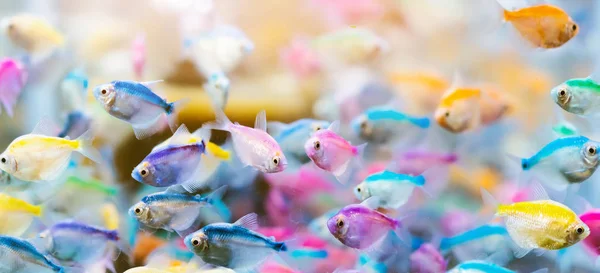 colorful small guppies in tank
