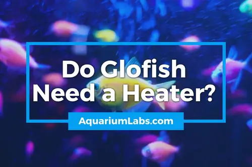 do glofish need a heater - blog image