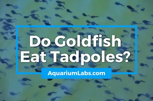 do goldfish eat tadpoles - blog image