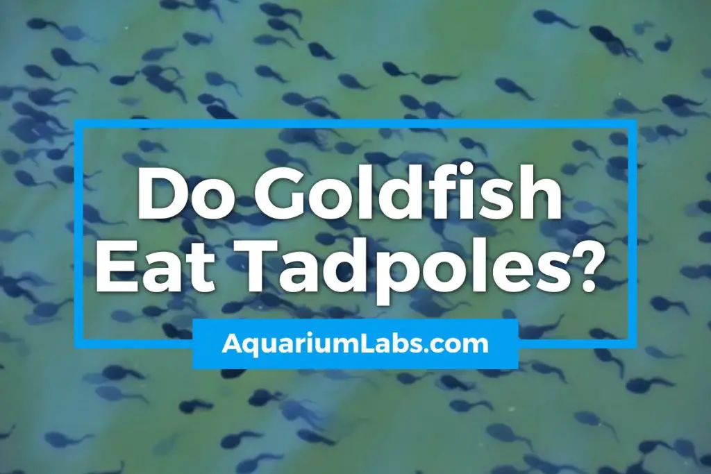 do goldfish eat tadpoles - featured image