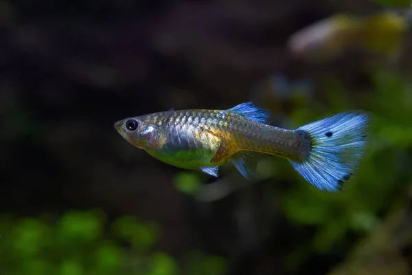 dwarf rainbow fish guppy in a tank