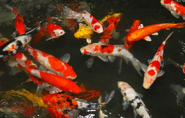 feeding koi fish in pond