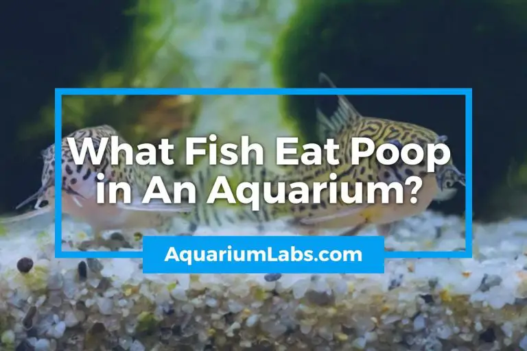 What Fish Eat Poop in Aquariums? [Poop Eating Fish 101]