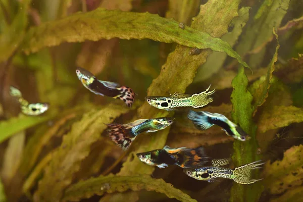 guppy male fish in aquarium