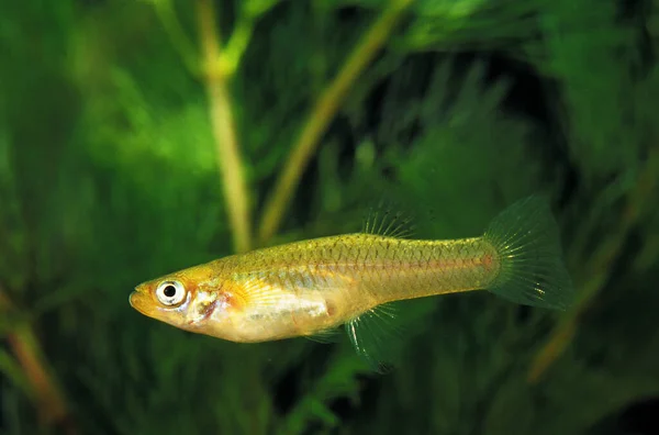 mosquito fish with aquatic plant in the background