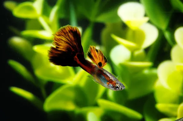 multi-colored guppy fish in a tank