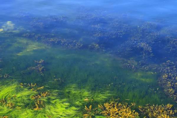photo of algae in the ocean
