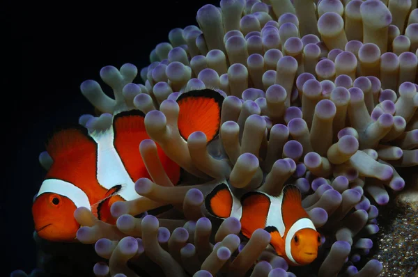 photo of clownfish parent couple