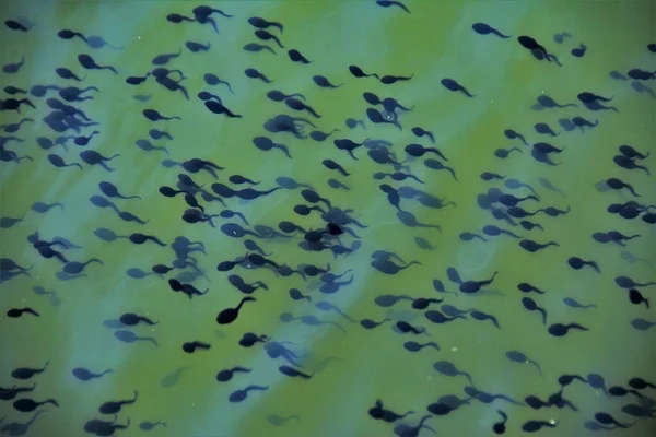 photo of tadpoles in water