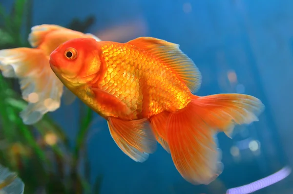 Goldfish food 2024 for humans