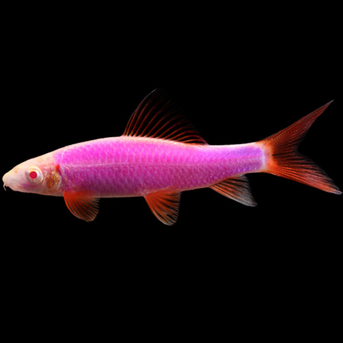 pink  Glofish Sharks in isolated black background