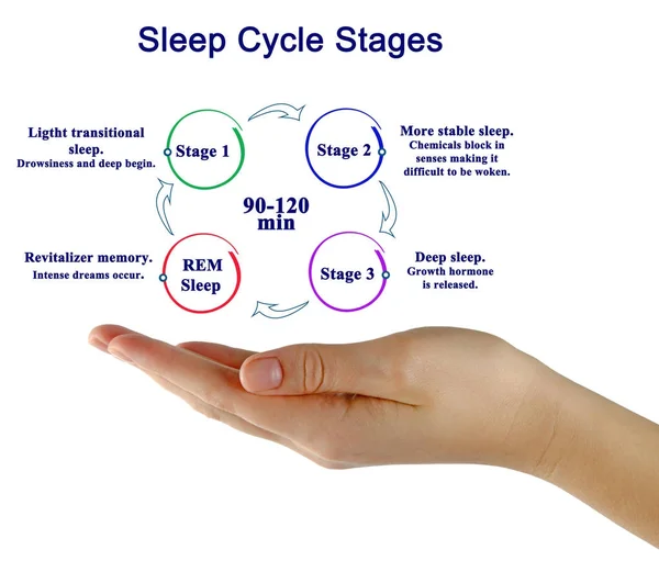 rem sleep cycle stages
