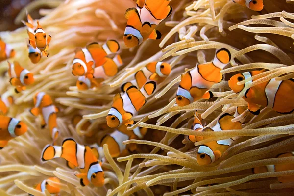 school of goldfish in reef