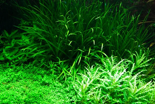 shot of Aquarium plants