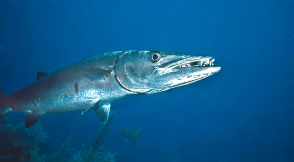 shot of a barracuda underwater