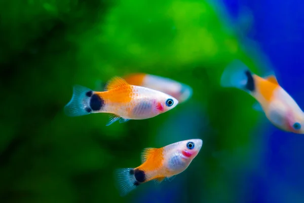 small Platies fish in an aquarium