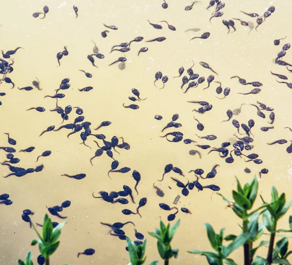 tadpole in lake