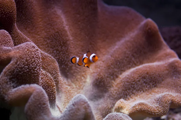 photo of a clownfish underwater