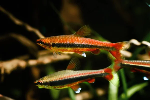 Adult pencilfish in aquarium