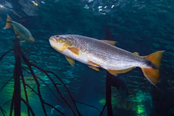 African Tiger Fish in aquarium