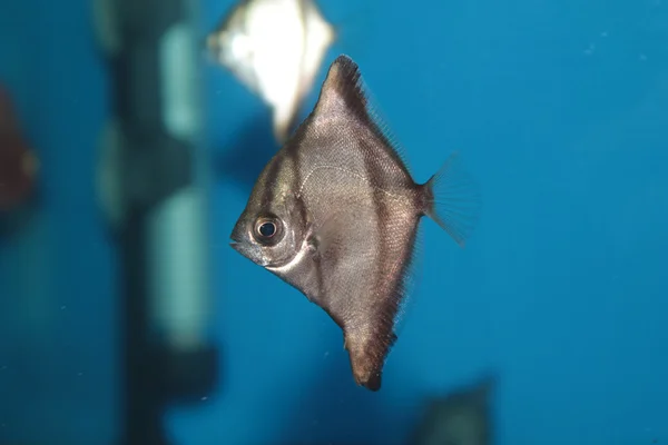 African moony in an aquarium