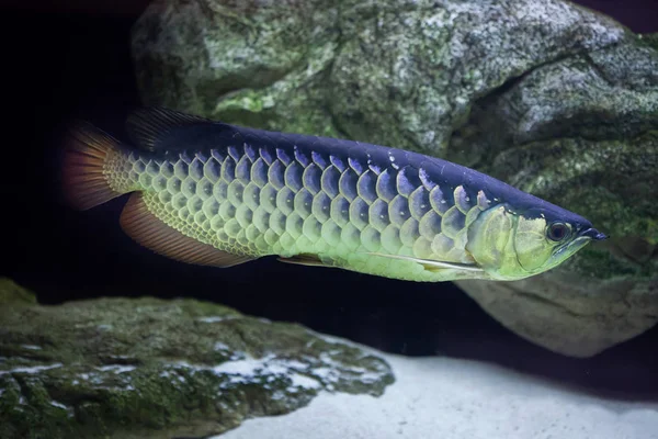 Asian Arowana with aquarium rocks in the shot