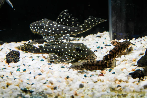 Baryancistrus fishes in aquarium