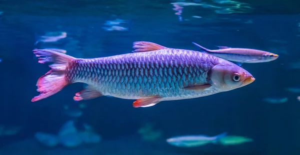 Beautiful of an Apollo Shark in aquarium