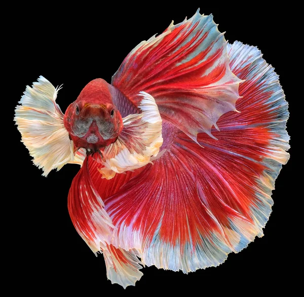 Beautiful red Betta fish