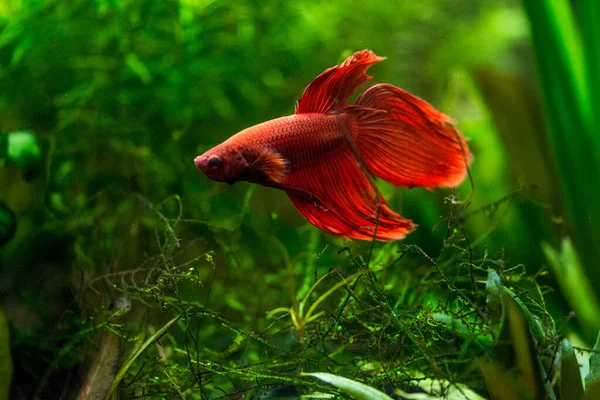 how long can betta fish go without food