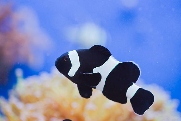 Black Clownfish