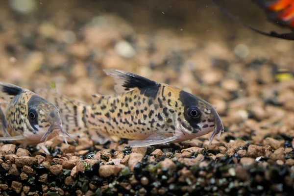 Black Fin Cory with little aquarium stones in a shot