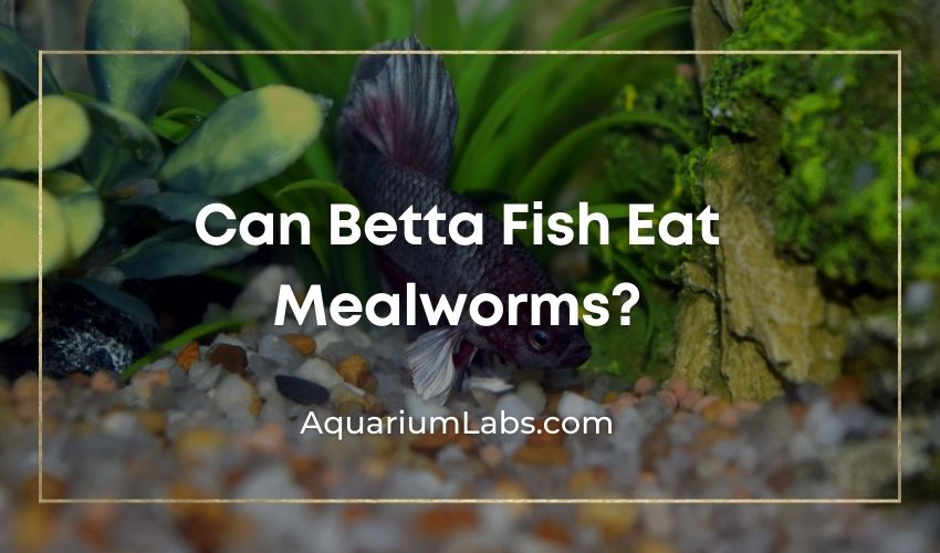Can Betta Fish Eat Mealworms - Featured Image