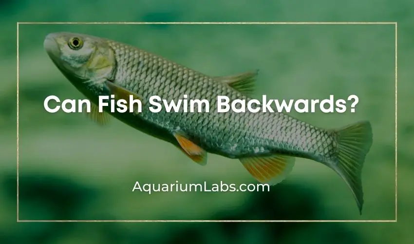 can fish swim backwards