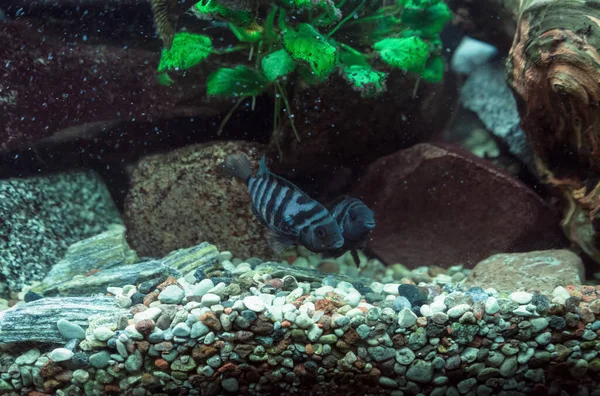 Convict Cichlid in a small and beautiful aquairum