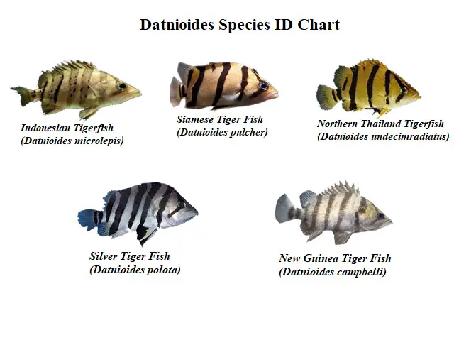 Datnioides Species ID Chart