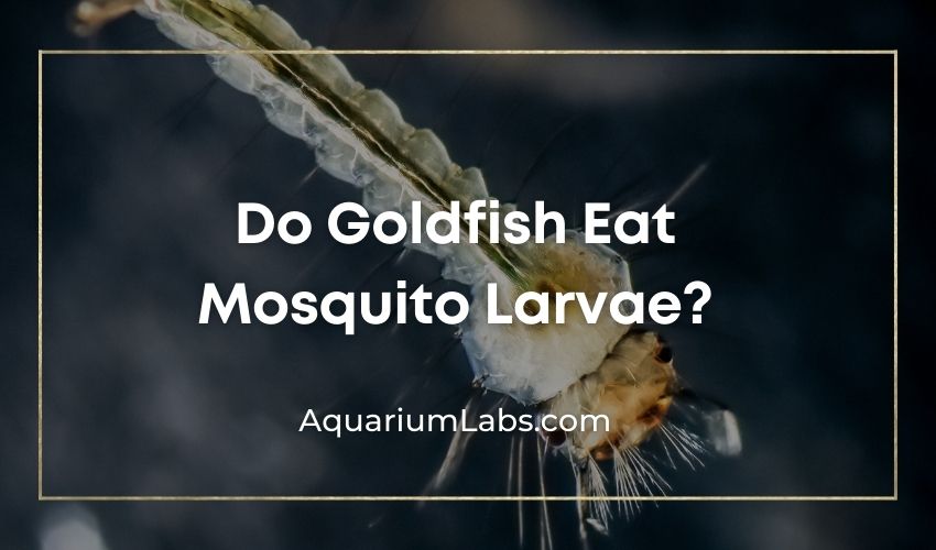 Do-Goldfish-Eat-Mosquito-Larvae-Featured-Image-V2