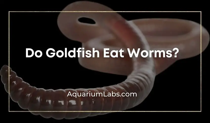 Do goldfish eat worms - featured image
