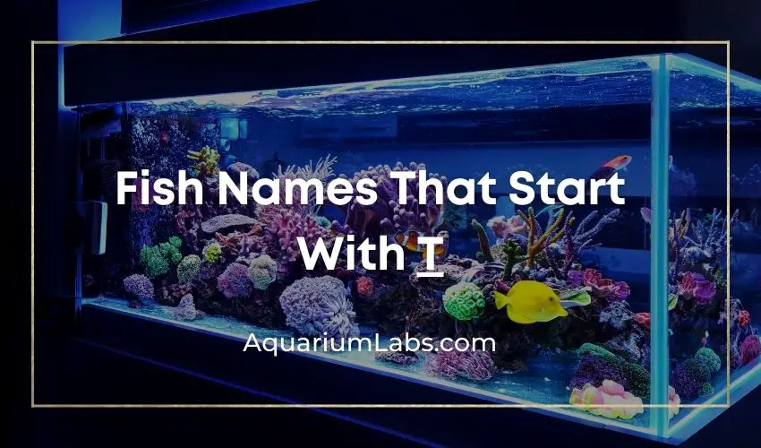 Fish Names That Start With T