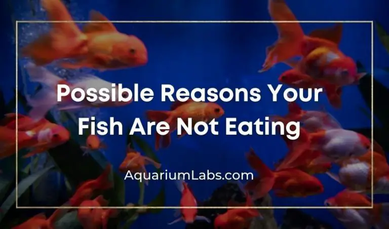 Fish Not Eating [10 Reasons Why & Quick Fixes]