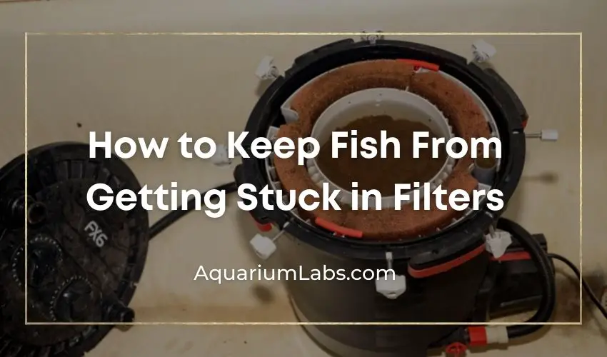 fish stuck in filter