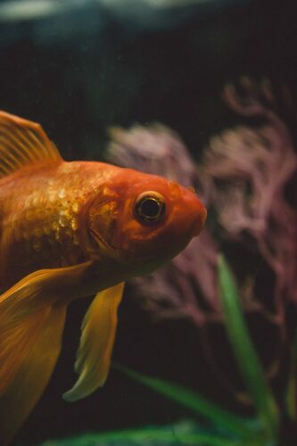 close up image of a goldfish