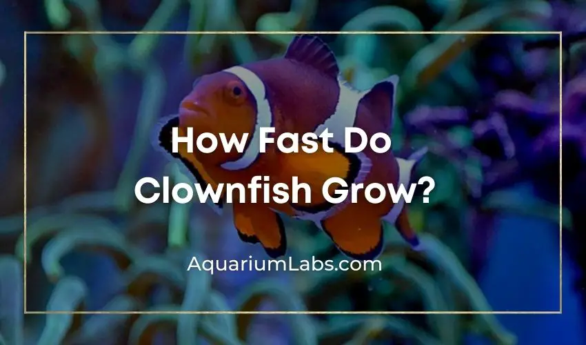 How Fast Do Clownfish Grow? | Aquarium Labs