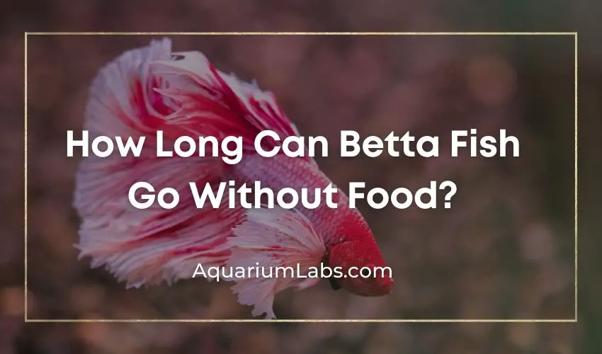 How-Long-Can-Betta-Fish-Go-Without-Food-Featured-Image