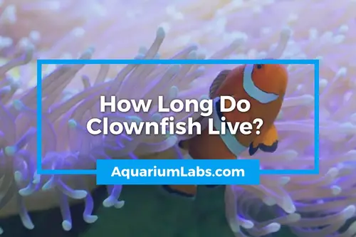 How Long Do Clownfish Live - Blog Image