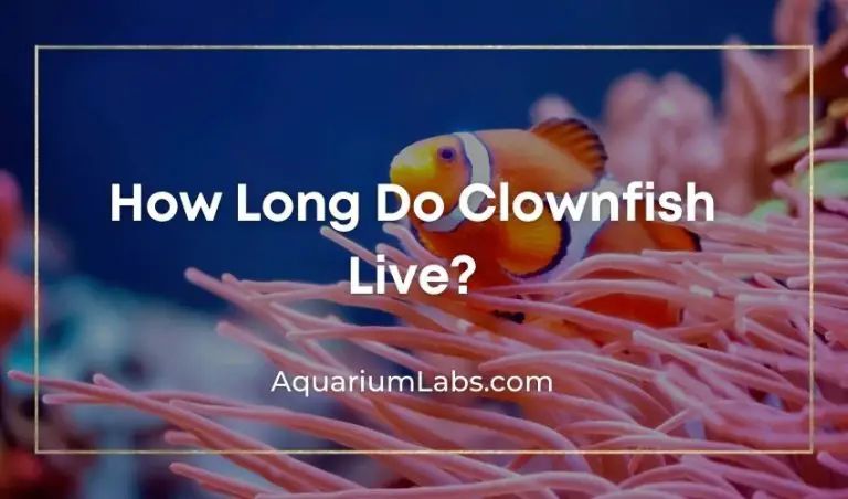 How Long Do Clownfish Live? [Nature vs Captivity Lifespan]