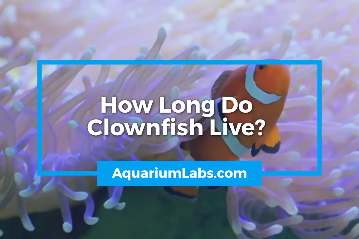 How Long Do Clownfish Live - Featured Image