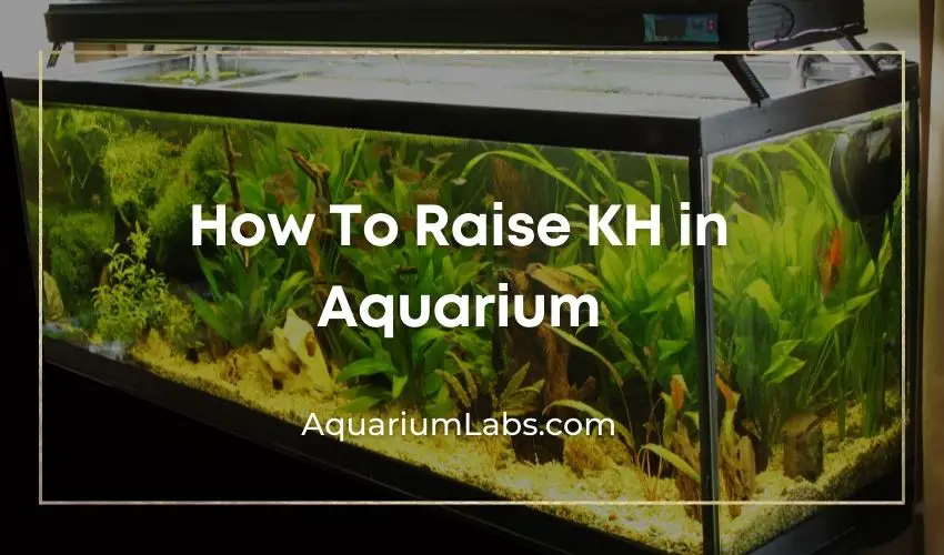 How To Raise KH in Aquarium Featured Image