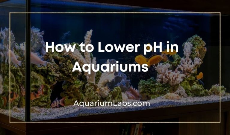 how-to-lower-ph-level-in-fish-tank-aquatic-eden